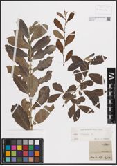 Foto von Salix cinerea L.